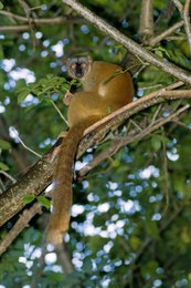 Animal;-Arbre;-Archipel-des-Comores;-Branche;-Faune;-France;-Kaleidos;-Kaleidos-images;-La-parole-à-limage;-Laurent-Abad;-Lémurien;-Maki;-Mammifère;-Mayotte;-Nature;-Océan-Indien;-Primate;-Stories-Pictures